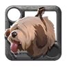Sheepdog