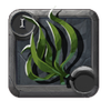 Seaweed