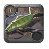 Striped Carp