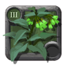 Brightleaf Comfrey