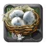Hen Eggs