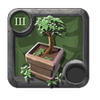 Chestnut Bonsai