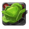 Cabbage