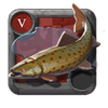 Spotted Trout