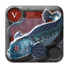 Spotted Wolffish
