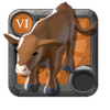 Master's Ox Calf