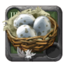 Hen Eggs