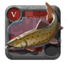Spotted Trout